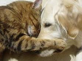 /i//DogCat.jpg